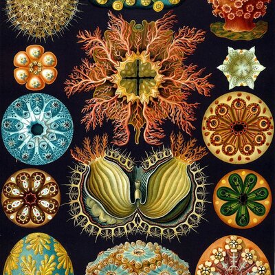 Timeline: Breve historia de la ecología