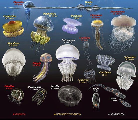 Surge el sistema nervioso