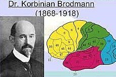 Citoarquitectura Korbinian Broadmann (1868 - 1918)