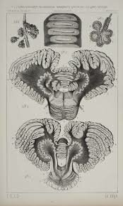 Daguerrotipo Fotografia (1860)