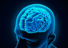 Debate en torno al cerebro