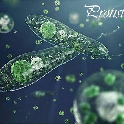 Timeline: EL ORIGEN DE LAS ENFERMEDADES