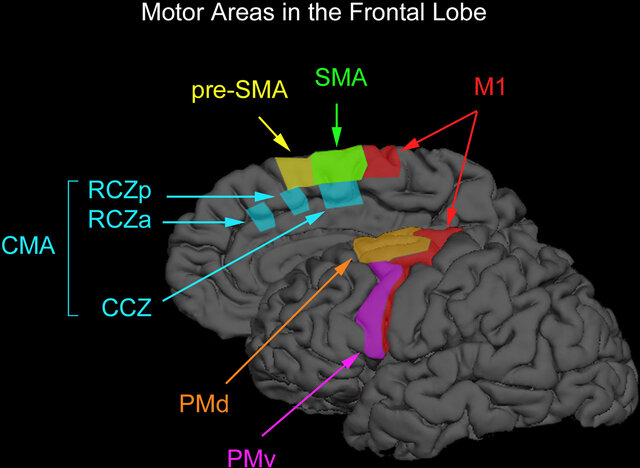 Descubrimiento de la corteza motora - G. Fritsch y E. Hitzig