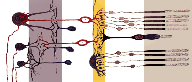 Inicio de la Neurociencia Contemporánea - Teoría Neuronal - Ramón y Cajal