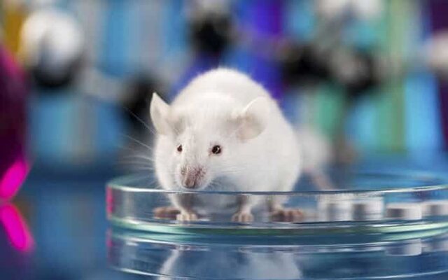 10 increíbles avances de la neurociencias