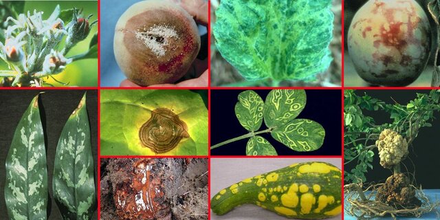 Intento de Clasificar Enfermedades de las Plantas