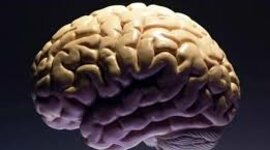 Timeline: Actividad 1: Foro ¿De dónde viene y para dónde va el cerebro?