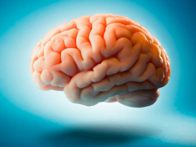 SURGIMIENTO DEL PRIMER CEREBRO