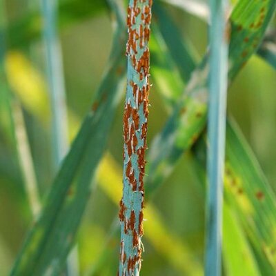 Timeline: Paralelo entre medicina y fitopatología