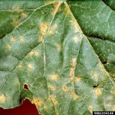 Enfermedades de plantas Mehru