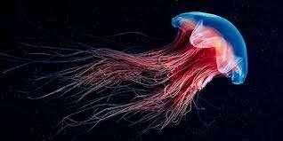 ¿Cuándo surgieron las primeras neuronas y en qué organismo?