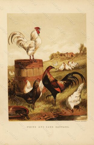 Inicios de la apicultura