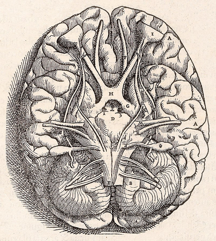 ANDREAS VESALIUS