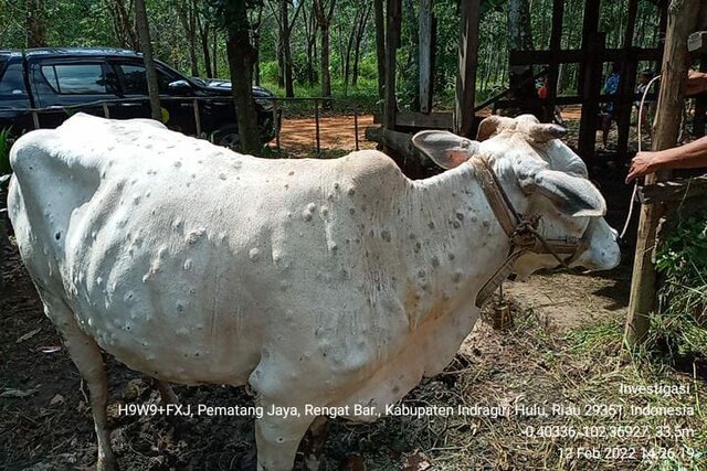 Investigasi Outbreak oleh Bavet Bukittingi