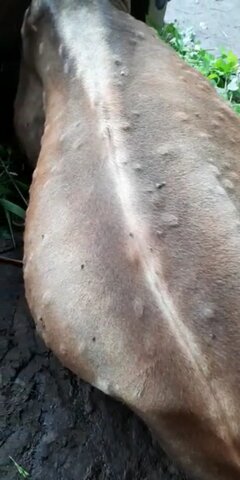 Laporan Suspek LSD Kabupaten Pelalawan