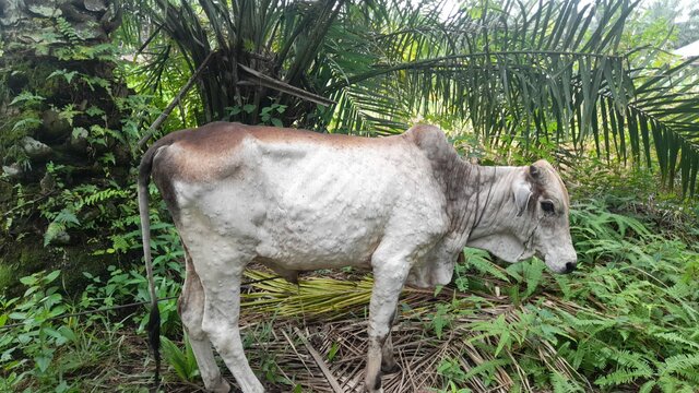 Laporan Suspek LSD Kota Dumai