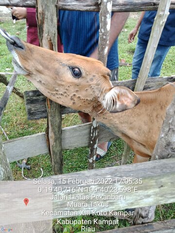 Laporan Suspek LSD Kab. Kampar