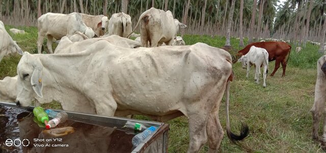 Laporan Suspek LSD Kab. Indragiri Hilir