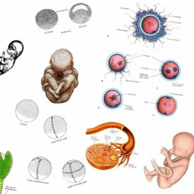 Timeline: HISTORIA DE LA BIOLOGÍA DEL DESARROLLO