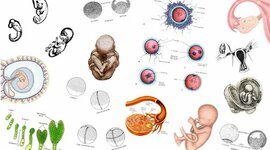 Timeline: HISTORIA DE LA BIOLOGÍA DEL DESARROLLO