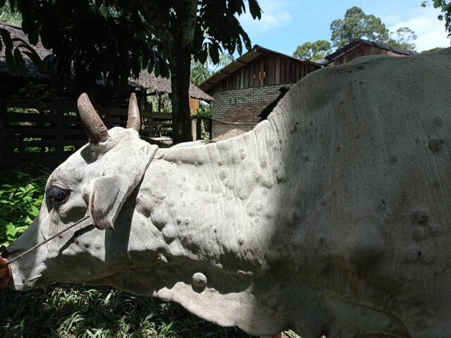 Laporan Suspek LSD Indragiri Hulu