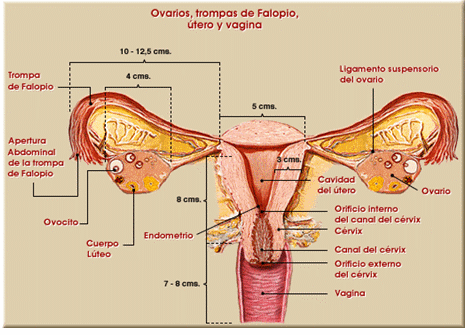 Gabriele Fallopio. (1561)