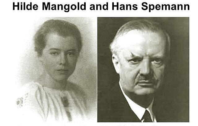 Hans Spemann (1869 - 1941) y Hilde Mangold (1898 - 1924)