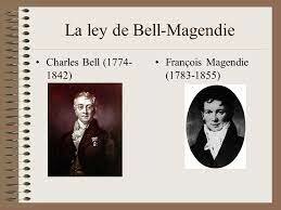BELL Y MAGENDIE SIGLO XIX