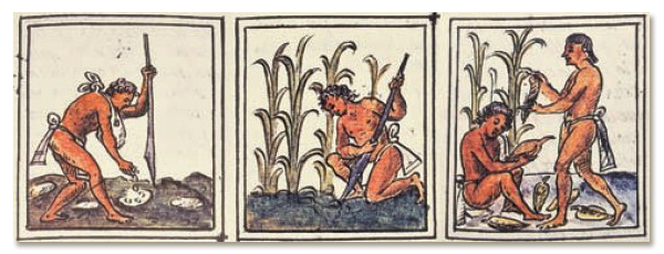 Desarrollo de la agricultura.