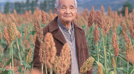 Timeline: História - Sophia IE11