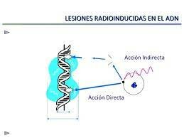 Fundamento biologico