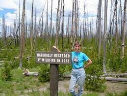 Estudios de resilencia / Monica G Turner