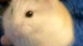 Timeline: El Naixement i l'Expansió de Castella i Lleó, Navarra i Aragó