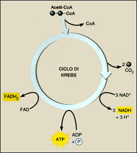CICLO DI KREBS