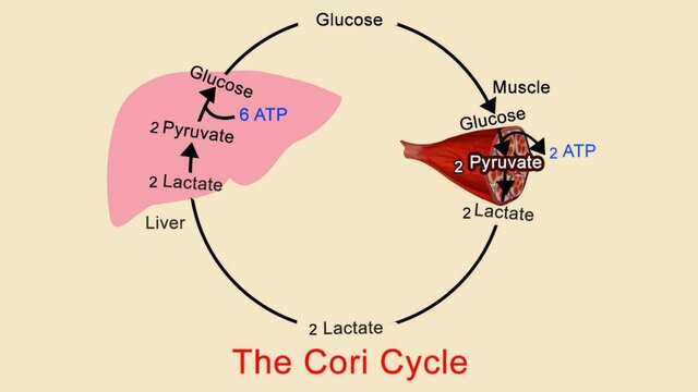 CICLO DI CORI