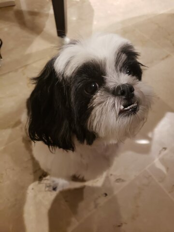 Nacimiento de mi perro