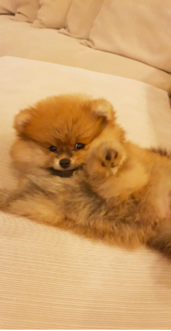 Llego mi perro a mi casa