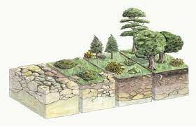 Sucesión ecológica / Frederick E. Clementes