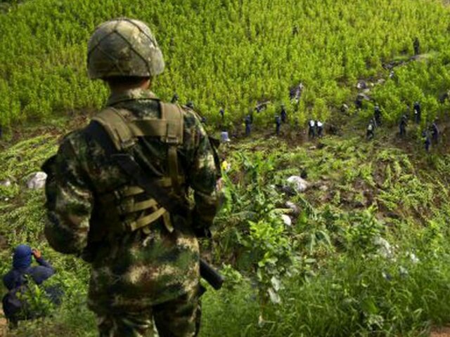 Narcotráfico - Hongo