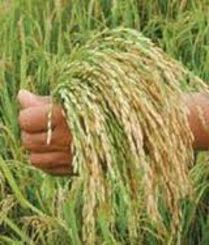 Fue un año récord para la economía mundial del arroz, indica el informe de la FAO.