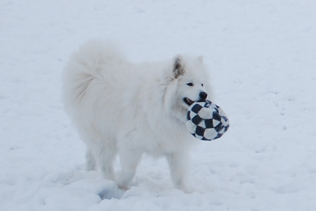 When I got a new puppy