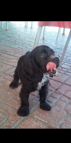 Nacimiento Mora (1º perro)