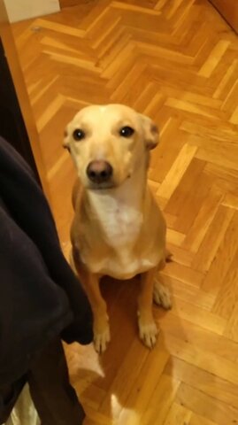 Adopción Balú ( 2º perro)