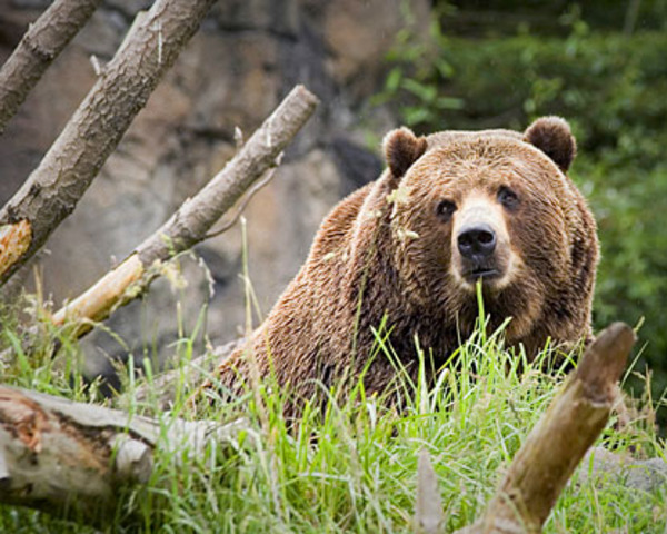 Kodiak Island is settled