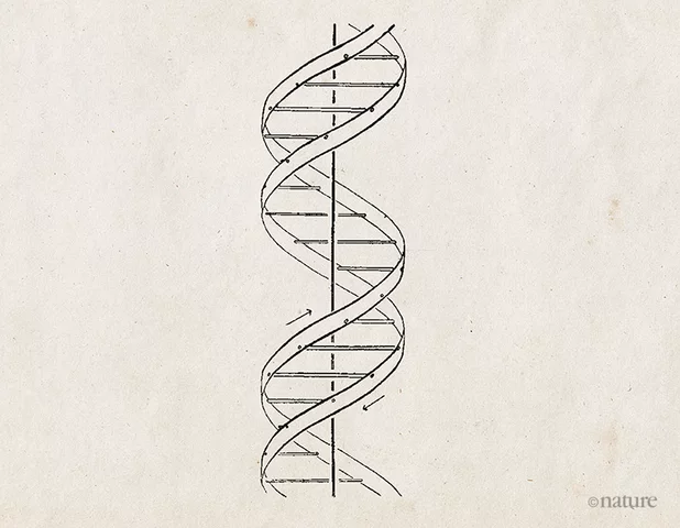 Découverte de la structure en double hélice de l’ADN par James Watson et Francis Crick