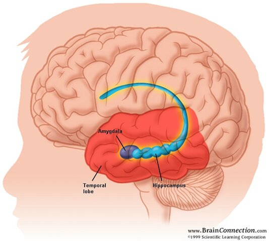 Mise en évidence de la production de cellules-souches neurales dans une zone spécifique de l’hippocampe chez le canari par Joseph Altman et Gopal Das