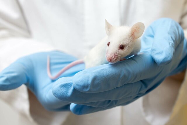 Première souris transgénique