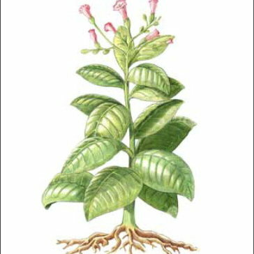 Premier organisme végétal transgénique