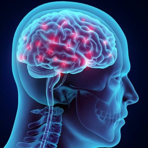 Découverte de la présence de cellules-souches neurales dans le cerveau d’un être humain adulte par Brent Reynolds et Sam Weiss