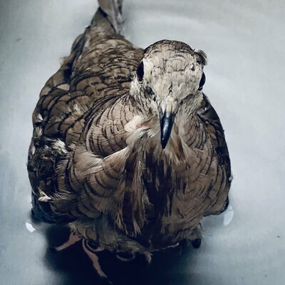 Timeline: Evidencia 1 Historia de México